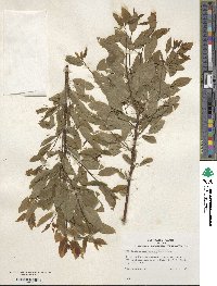 Ilex mucronata image