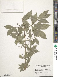 Euonymus alatus image