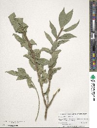 Euonymus alatus image