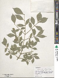 Euonymus alatus image