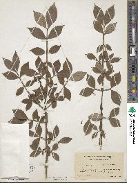 Euonymus alatus image