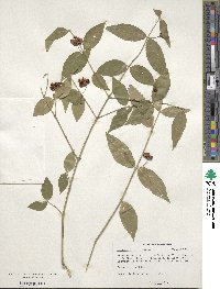 Euonymus americanus image