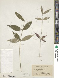 Euonymus americanus image