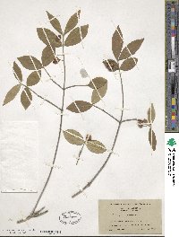 Euonymus americanus image