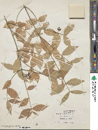 Euonymus americanus image
