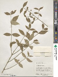 Euonymus americanus image