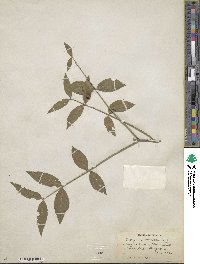 Euonymus americanus image