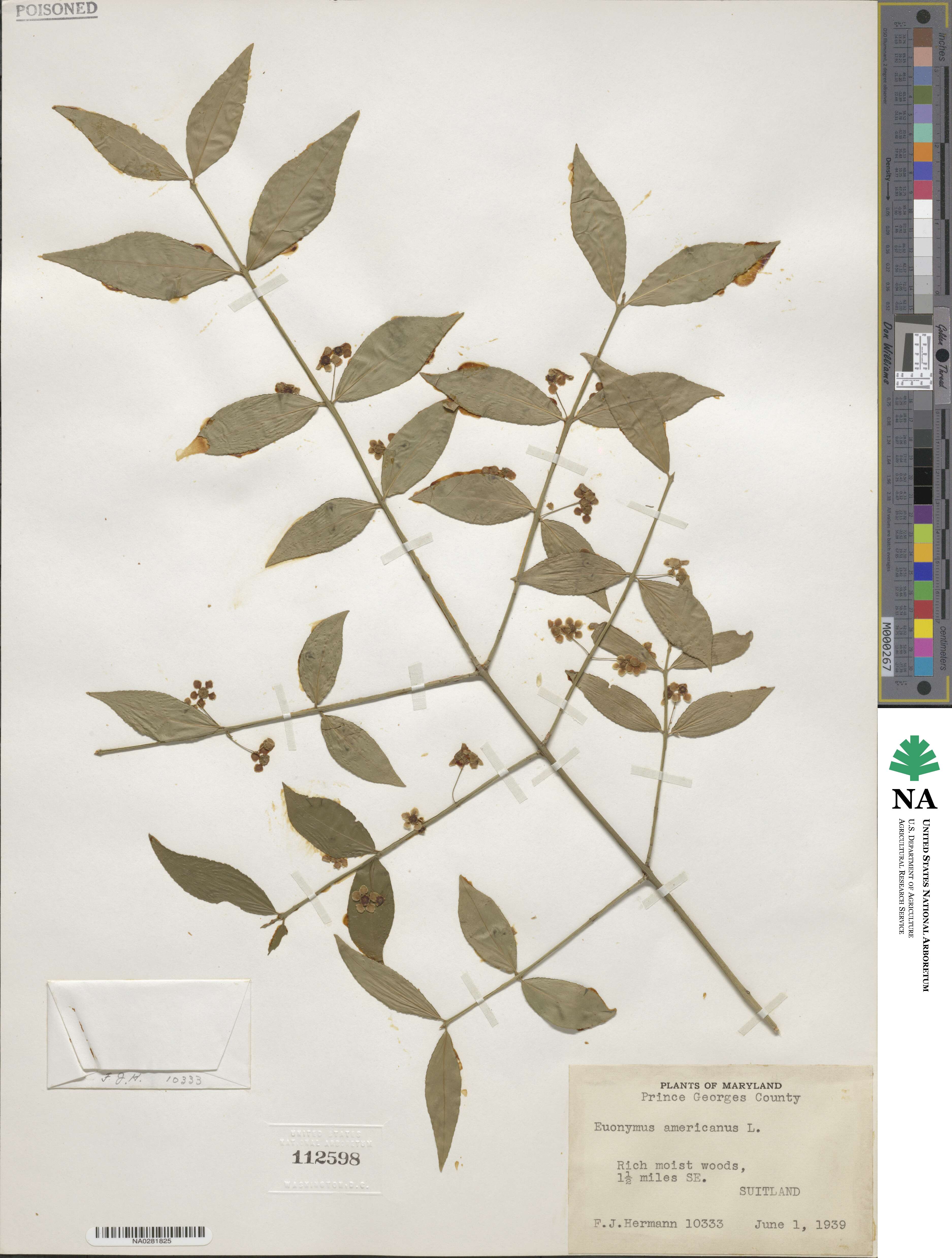 Euonymus americanus image