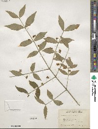 Euonymus americanus image