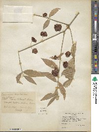 Euonymus americanus image