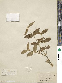 Euonymus americanus image