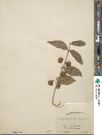 Euonymus americanus image