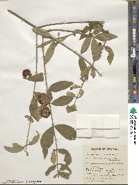 Euonymus americanus image