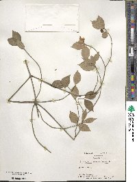 Euonymus americanus image