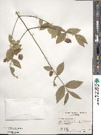 Euonymus americanus image