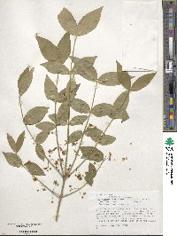 Euonymus americanus image