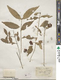 Euonymus americanus image