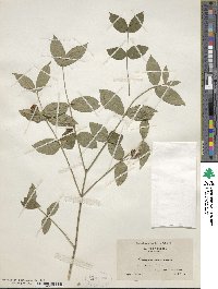 Euonymus americanus image