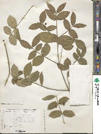 Euonymus americanus image