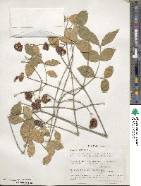 Euonymus americanus image