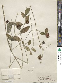 Euonymus americanus image