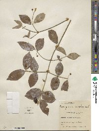 Euonymus americanus image