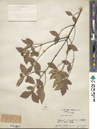 Euonymus americanus image