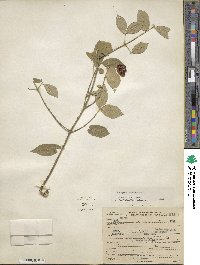 Euonymus americanus image