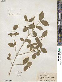 Euonymus americanus image