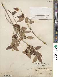 Euonymus americanus image