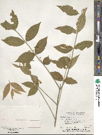 Euonymus americanus image