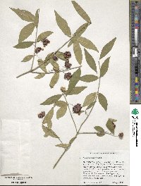 Euonymus americanus image