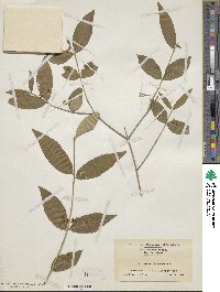 Euonymus americanus image