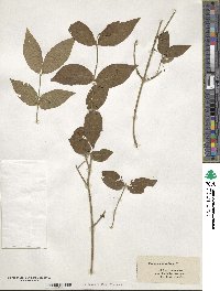 Euonymus americanus image