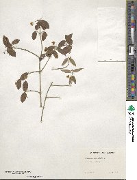 Euonymus americanus image