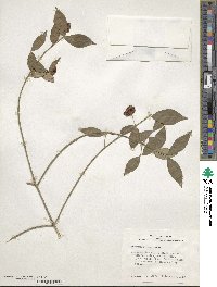 Euonymus americanus image