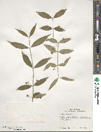 Euonymus americanus image