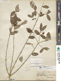 Euonymus americanus image
