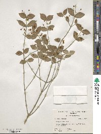 Euonymus americanus image