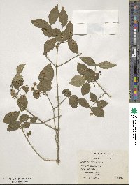 Euonymus americanus image