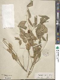 Euonymus americanus image