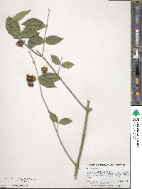 Euonymus americanus image