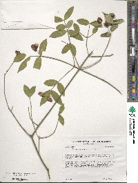 Euonymus americanus image