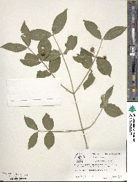 Euonymus americanus image