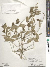 Euonymus americanus image