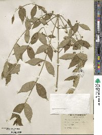 Euonymus americanus image