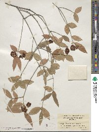 Euonymus americanus image