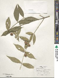 Euonymus americanus image