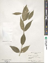 Euonymus americanus image