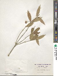 Euonymus americanus image